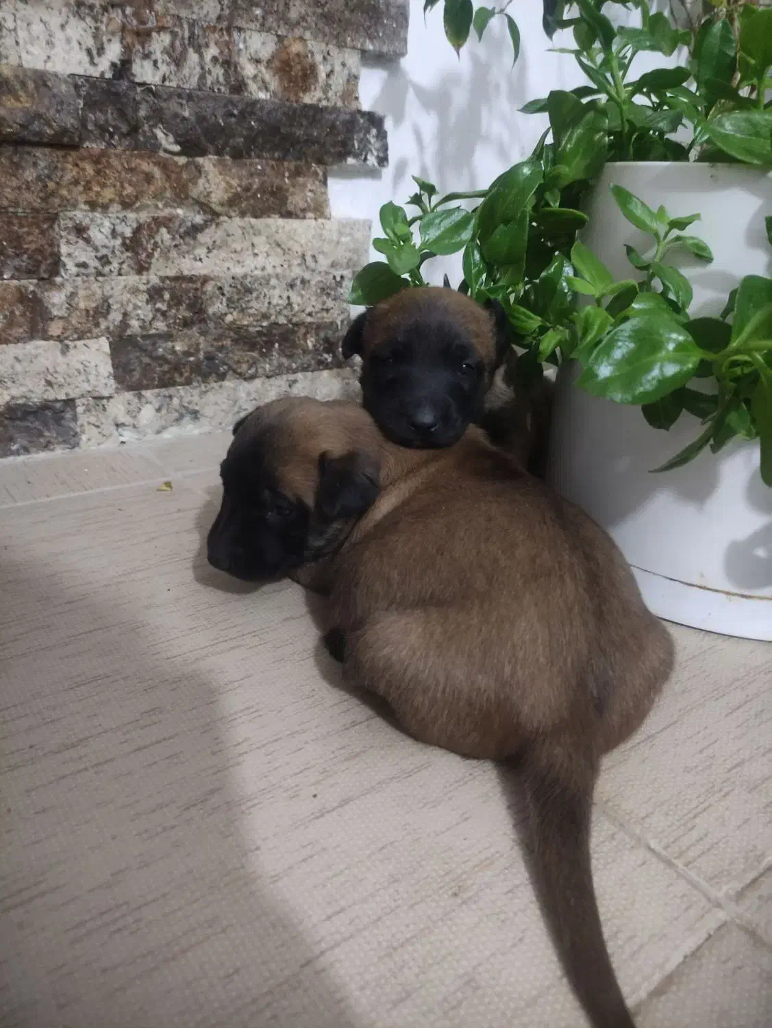 توله مالینیوز|سگ|کرمان, |دیوار