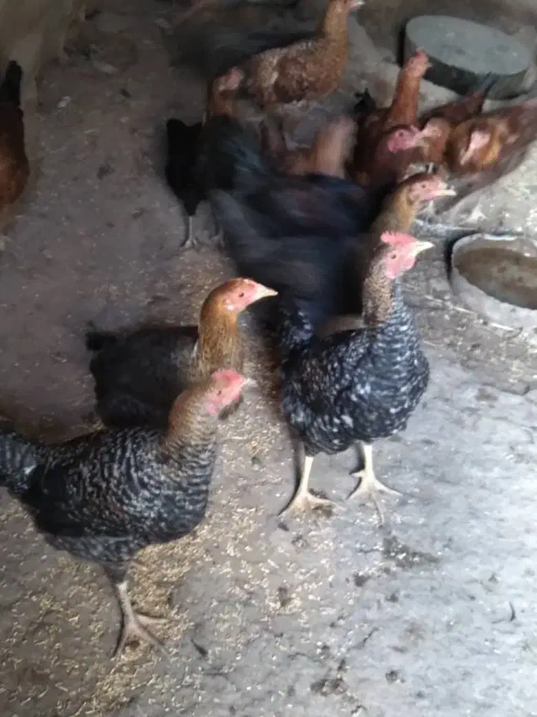 ۱۰ تا نیمچه محلی|حیوانات مزرعه|ماکو, |دیوار