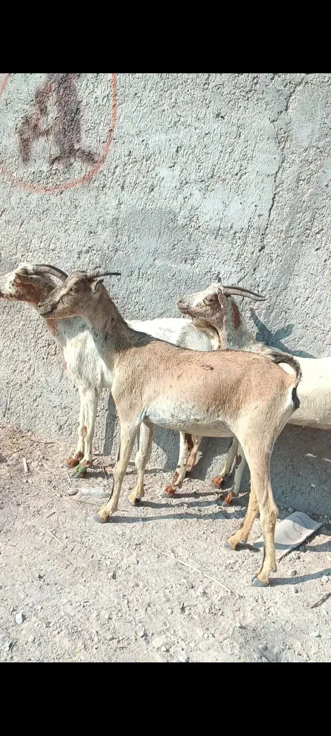 بز سه عدد|حیوانات مزرعه|بندرعباس, |دیوار