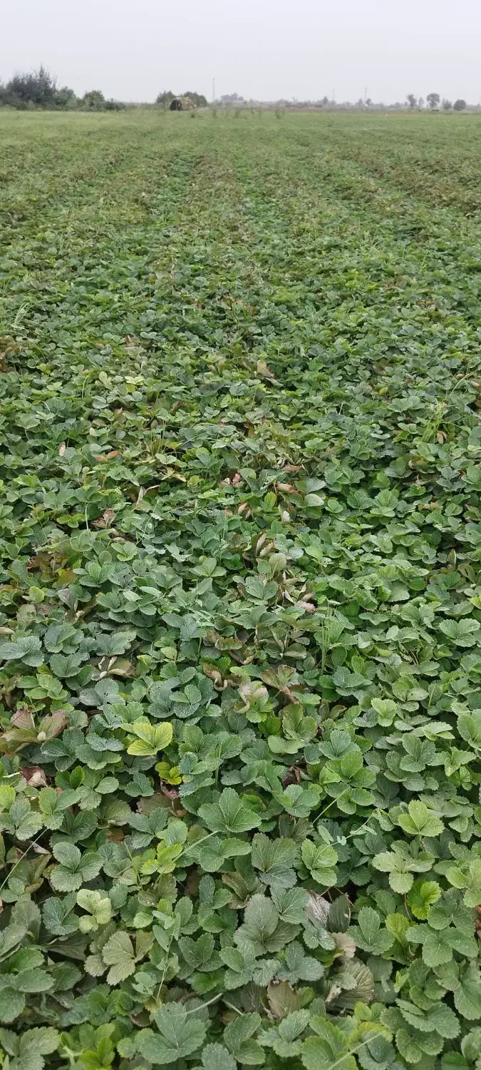 نهال توت فرنگی سابرینا و کاماروس|خدمات باغبانی و درختکاری|خان ببین, |دیوار