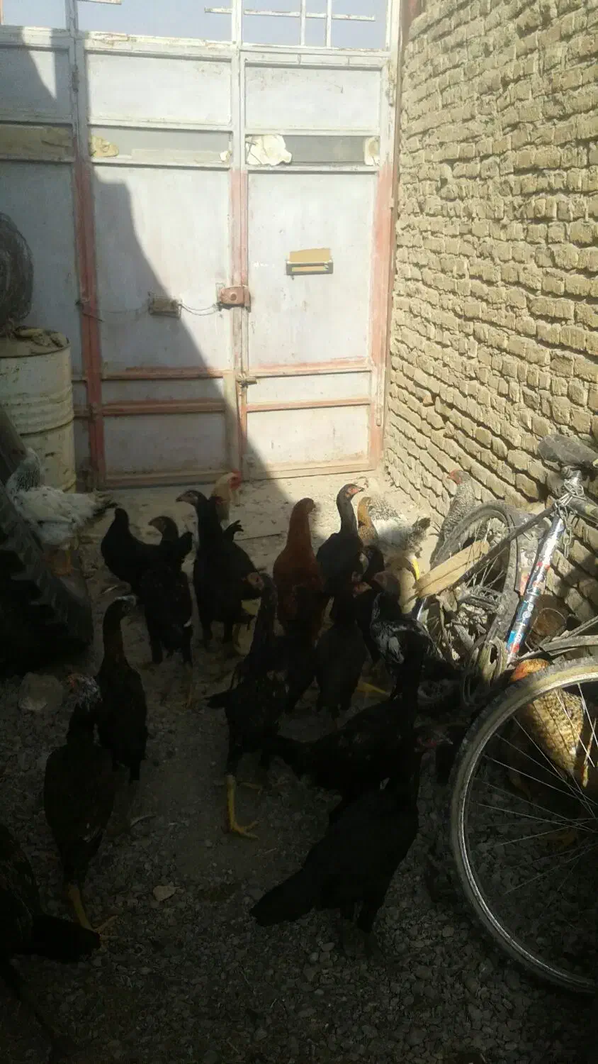 سلام تعدادی جوجه لاری فرشی دارم محلی ها|حیوانات مزرعه|شیروان (خراسان), |دیوار