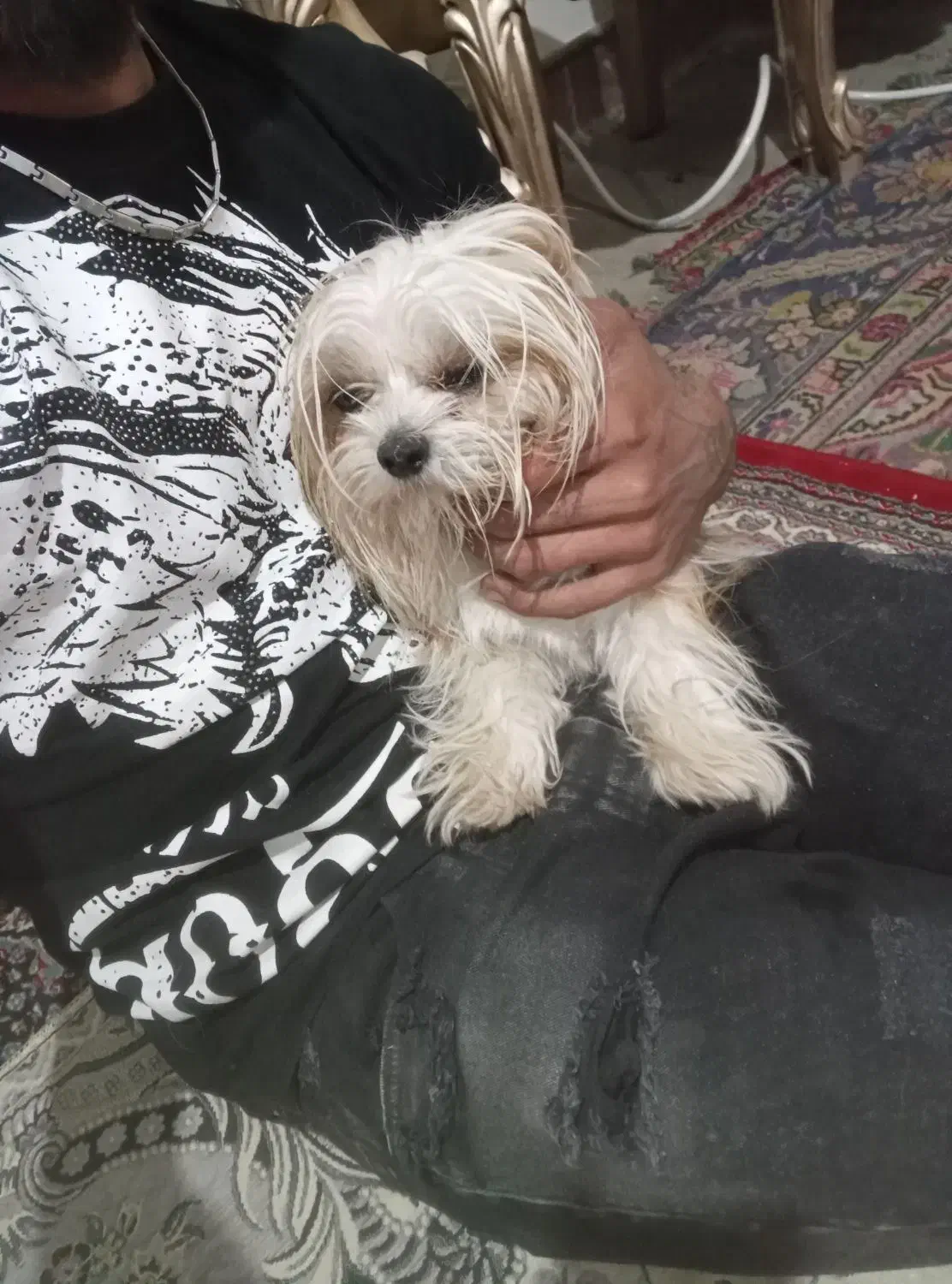 سگ شیتزو|سگ|آذرشهر, |دیوار