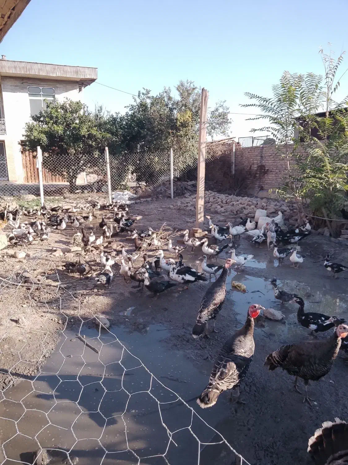 اردک اسراعیلی. بوقلمون. مرغ و خروس|حیوانات مزرعه|گرگان, |دیوار