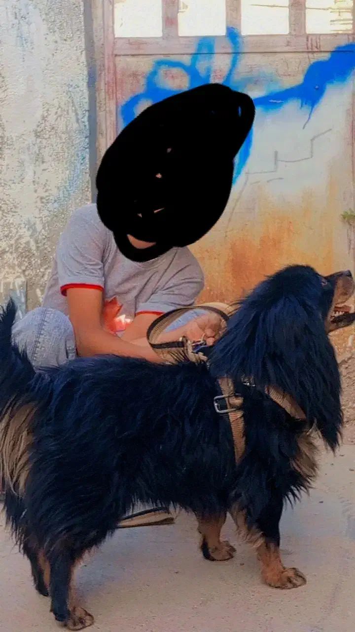 سگ پاکوتاه|سگ|بیرجند, |دیوار