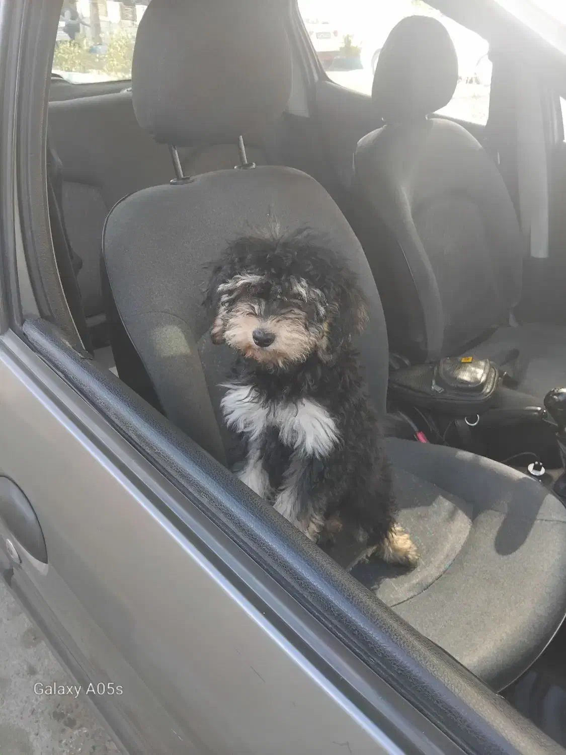 سگ خانگی|سگ|تهران, شهران شمالی|دیوار