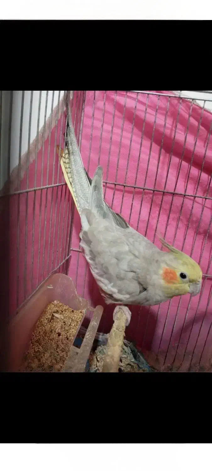 طوطی عروس هلندی ماده آهویی|پرنده|آمل, |دیوار