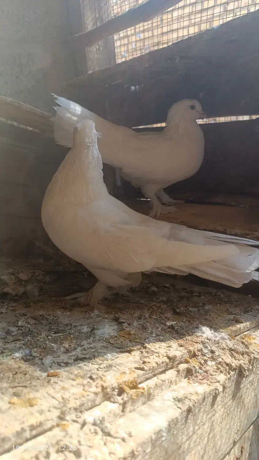 کبوتر|پرنده|بندر ماهشهر, |دیوار