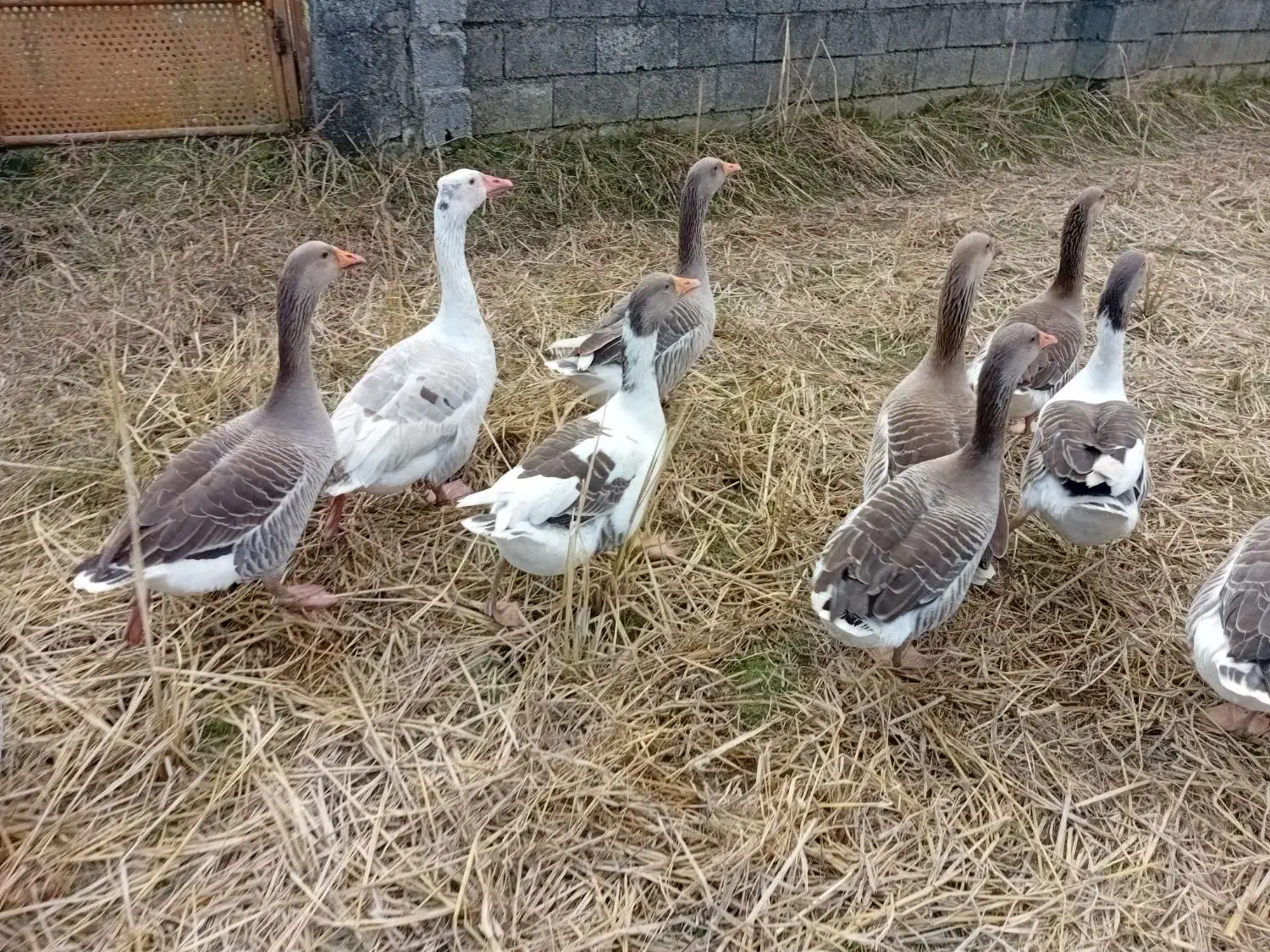 غازمحلی|حیوانات مزرعه|اسالم, |دیوار