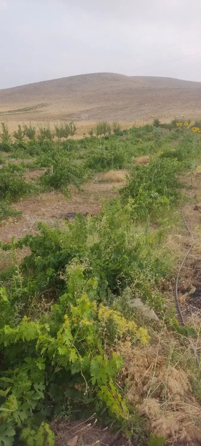 باغ 3010 متری جاده عمرل سند تک برگ|فروش دفتر صنعتی، کشاورزی، تجاری|کرمانشاه, |دیوار