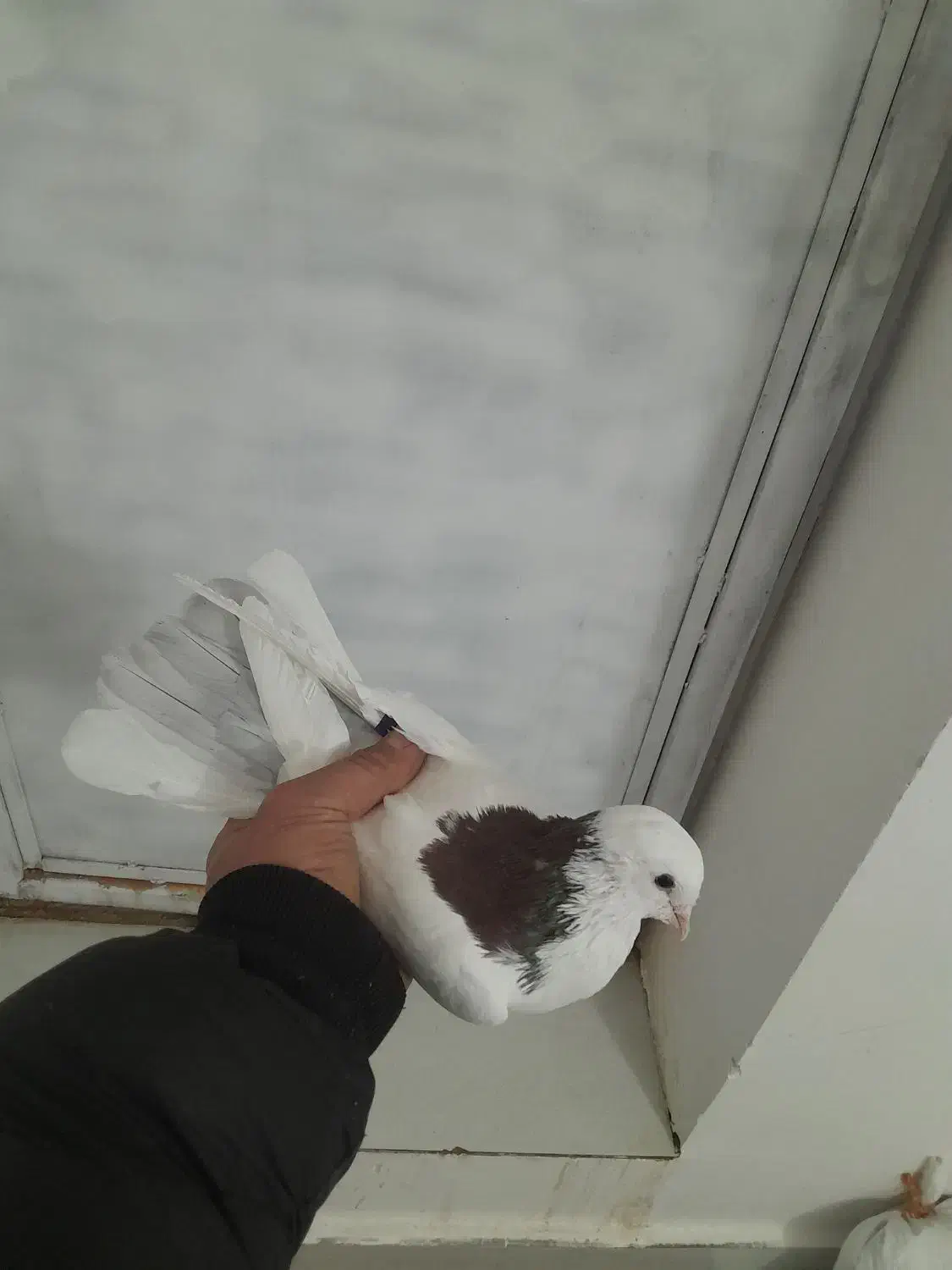 بوینی گولی|پرنده|مرند, |دیوار