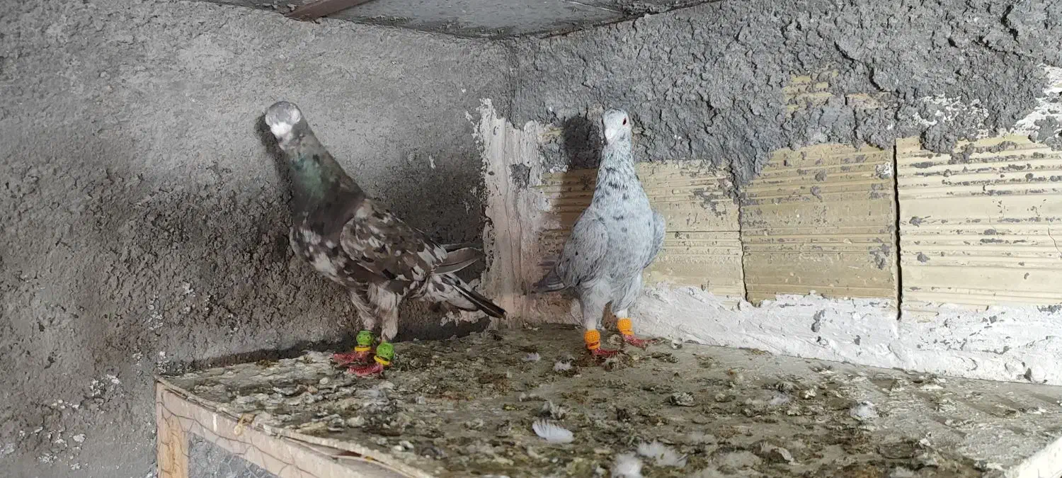 سار، سرورر، بزک، عطیقه|پرنده|مشهد, بهمن|دیوار