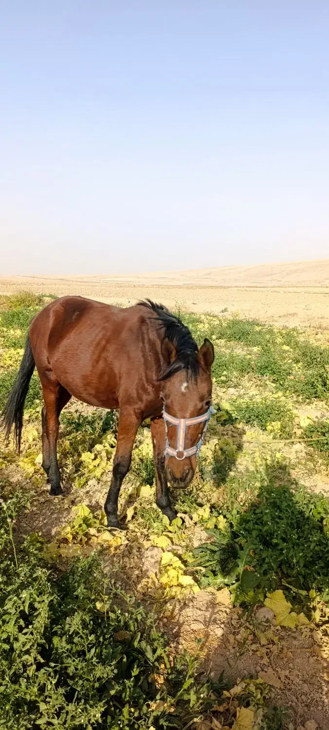 اسب|اسب و تجهیزات اسب‌سواری|قوچان, |دیوار