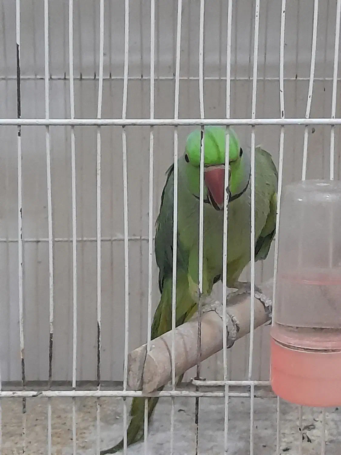 طوطی|پرنده|قوچان, |دیوار