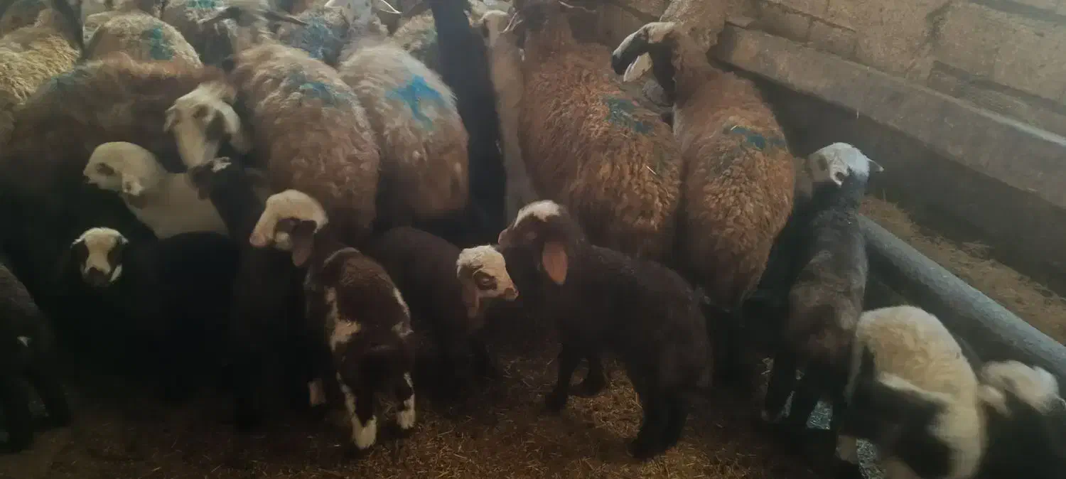 میش و بره جوان|حیوانات مزرعه|سنقر, |دیوار