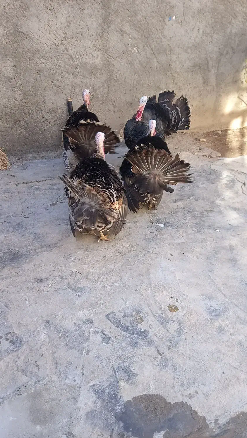 فروش چهار عدد بوقلمون نر|حیوانات مزرعه|ازنا, |دیوار