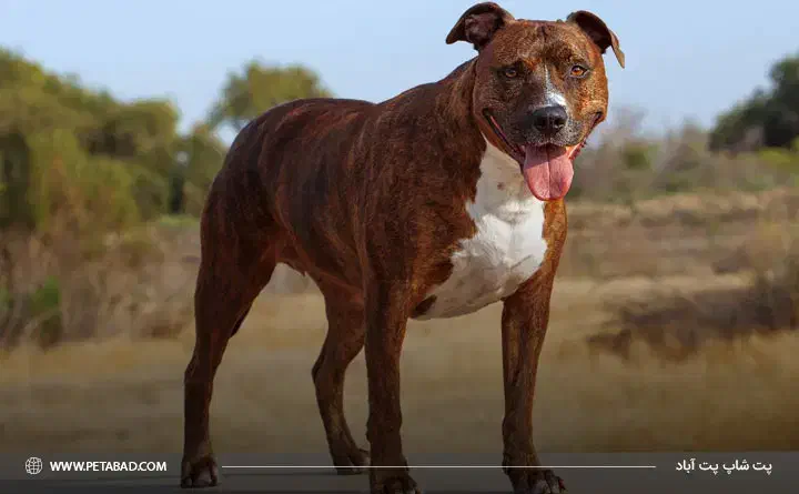 واگذاری پیتبول ماده|سگ|رباط‌کریم, نصیرشهر|دیوار