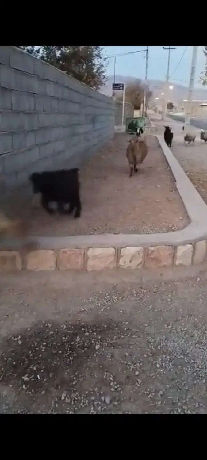 بز داشتی درشت هیکل|حیوانات مزرعه|اقلید, |دیوار