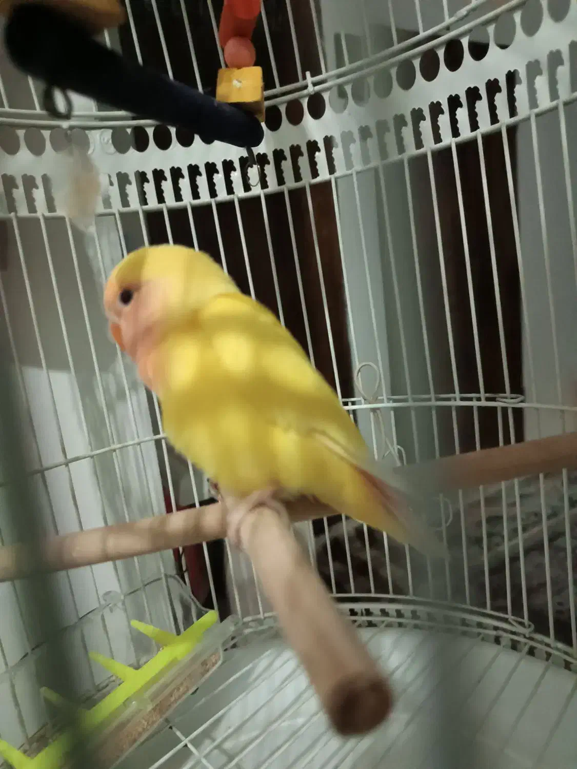 جوجه کوتوله برزیلی تازه دونخور شده  ودستی|پرنده|مشهد, آزادشهر|دیوار