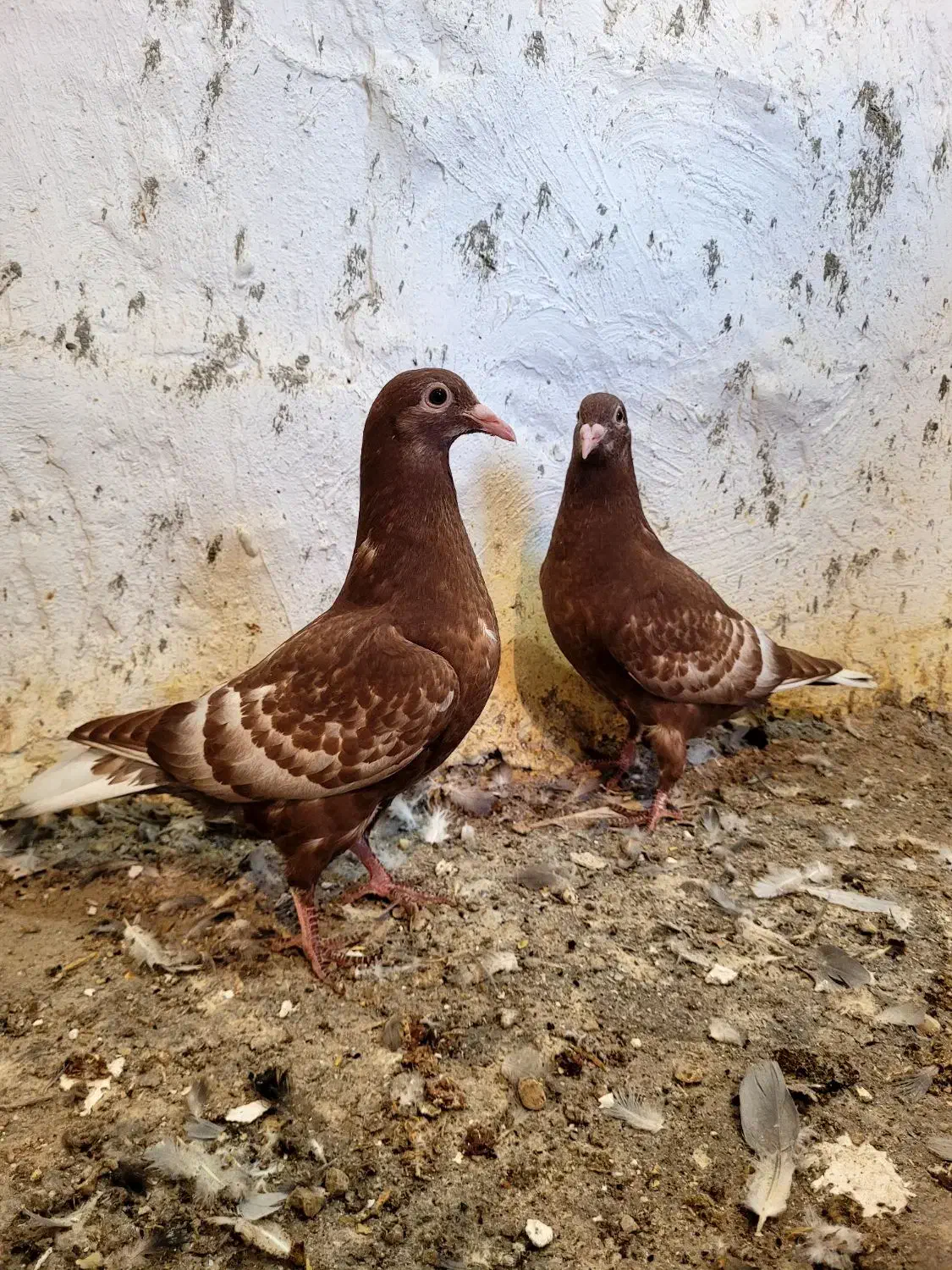 کبوتر|پرنده|شیراز, بازار|دیوار