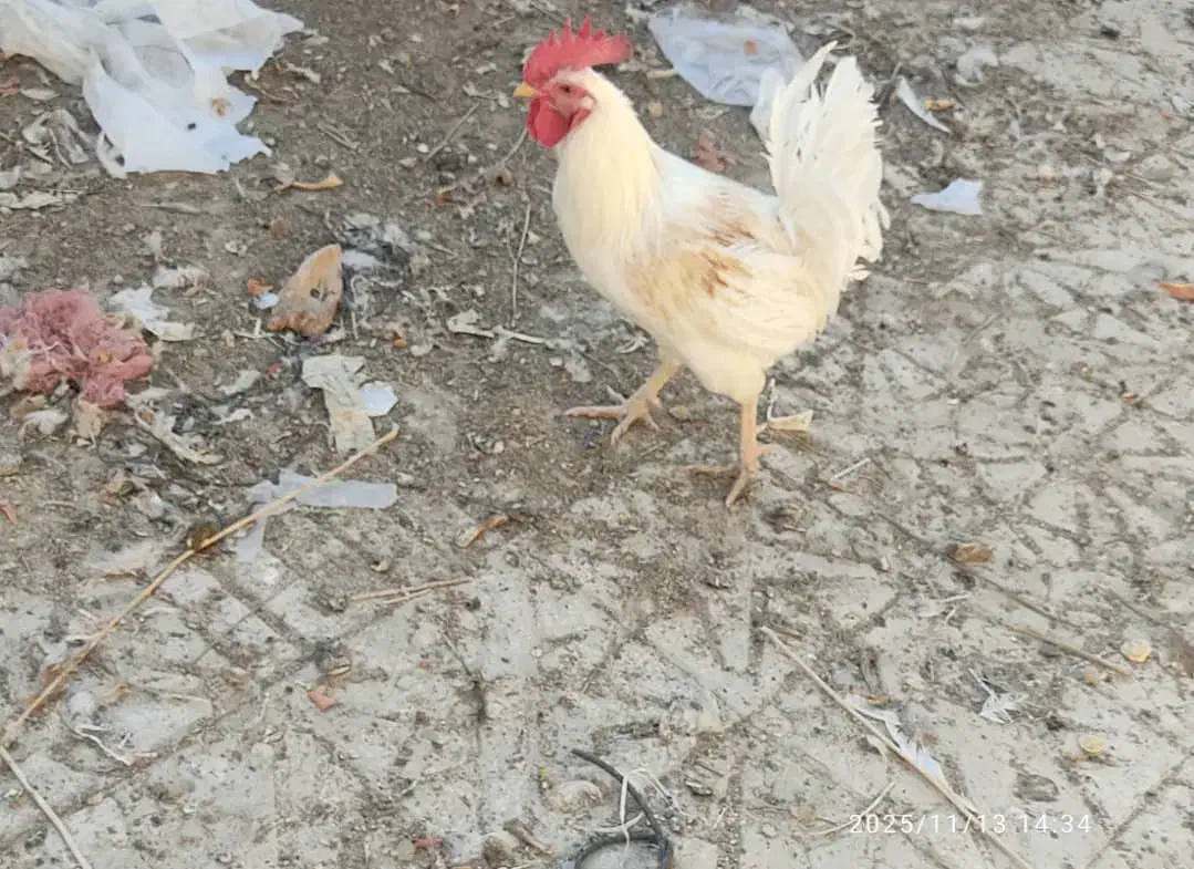 فروش دو عدد خروس|پرنده|باشت, |دیوار