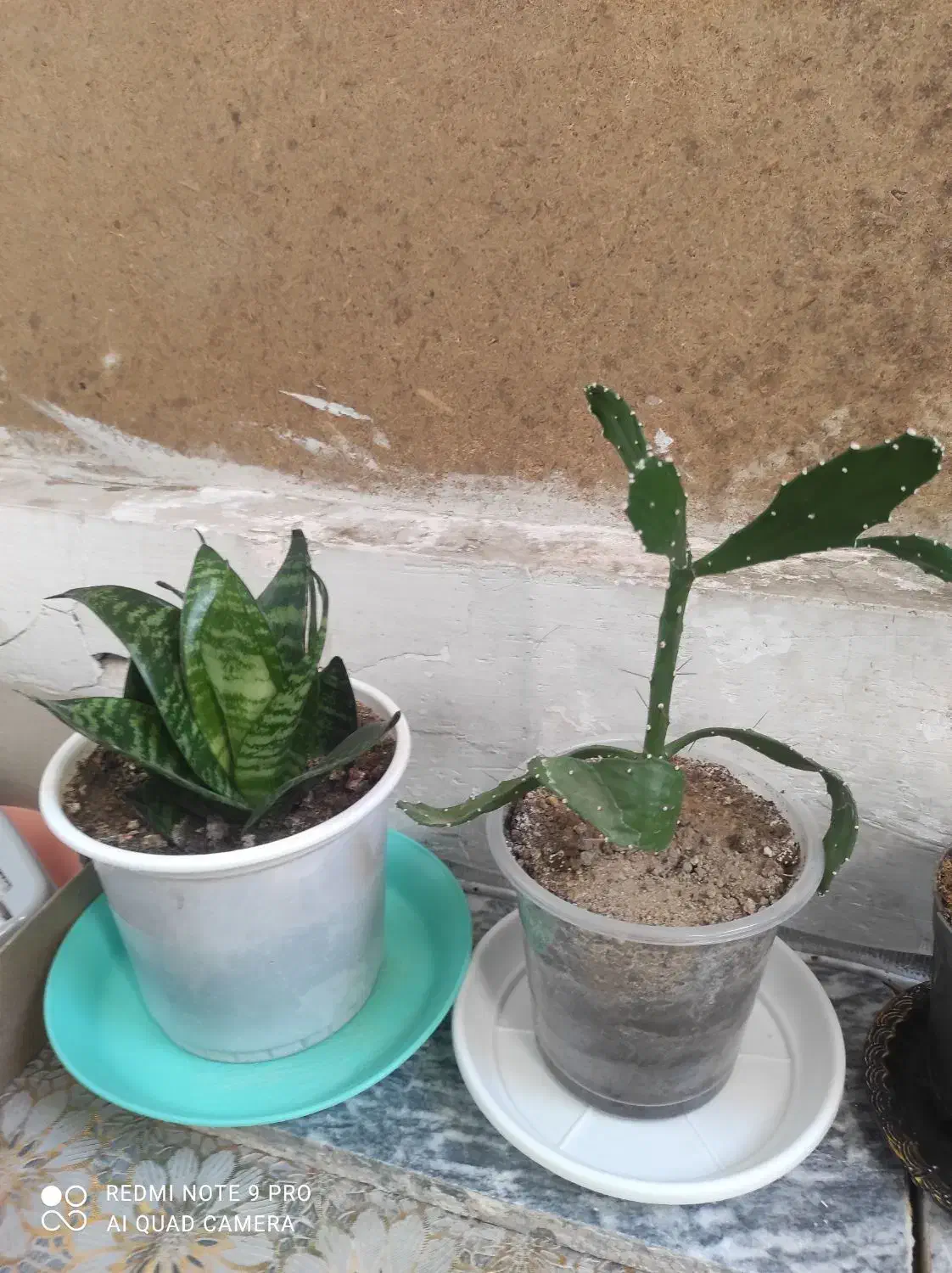 سالم سالم ریشه دارباهم 120مقطوع|ماهیگیری|کرمانشاه, |دیوار