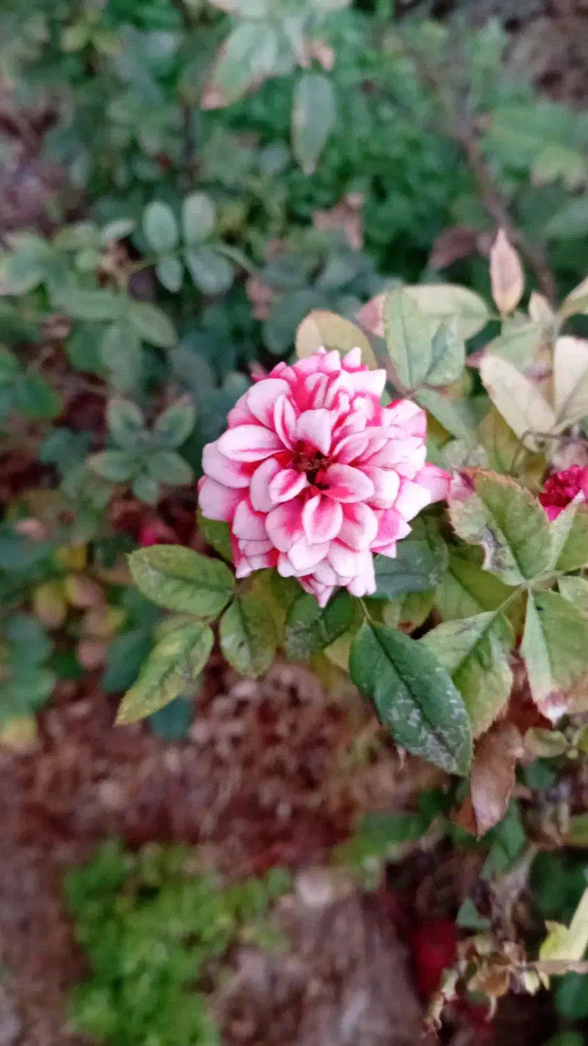 اجتماعی|فعالیت داوطلبانه|عنبرآباد, |دیوار