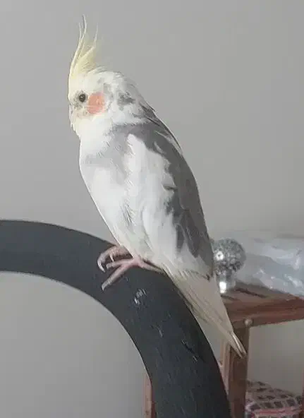 عروس هلندی گمشده مژدگانی ۱۵ میلیون  برای یابنده|پرنده|تهران, مهران|دیوار