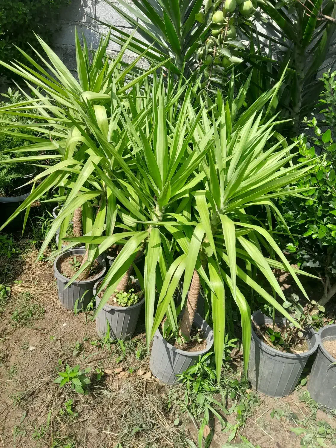 فروش یاس هلندی شمشاد لاوسون تویا لگستروم|خدمات باغبانی و درختکاری|چابکسر, |دیوار