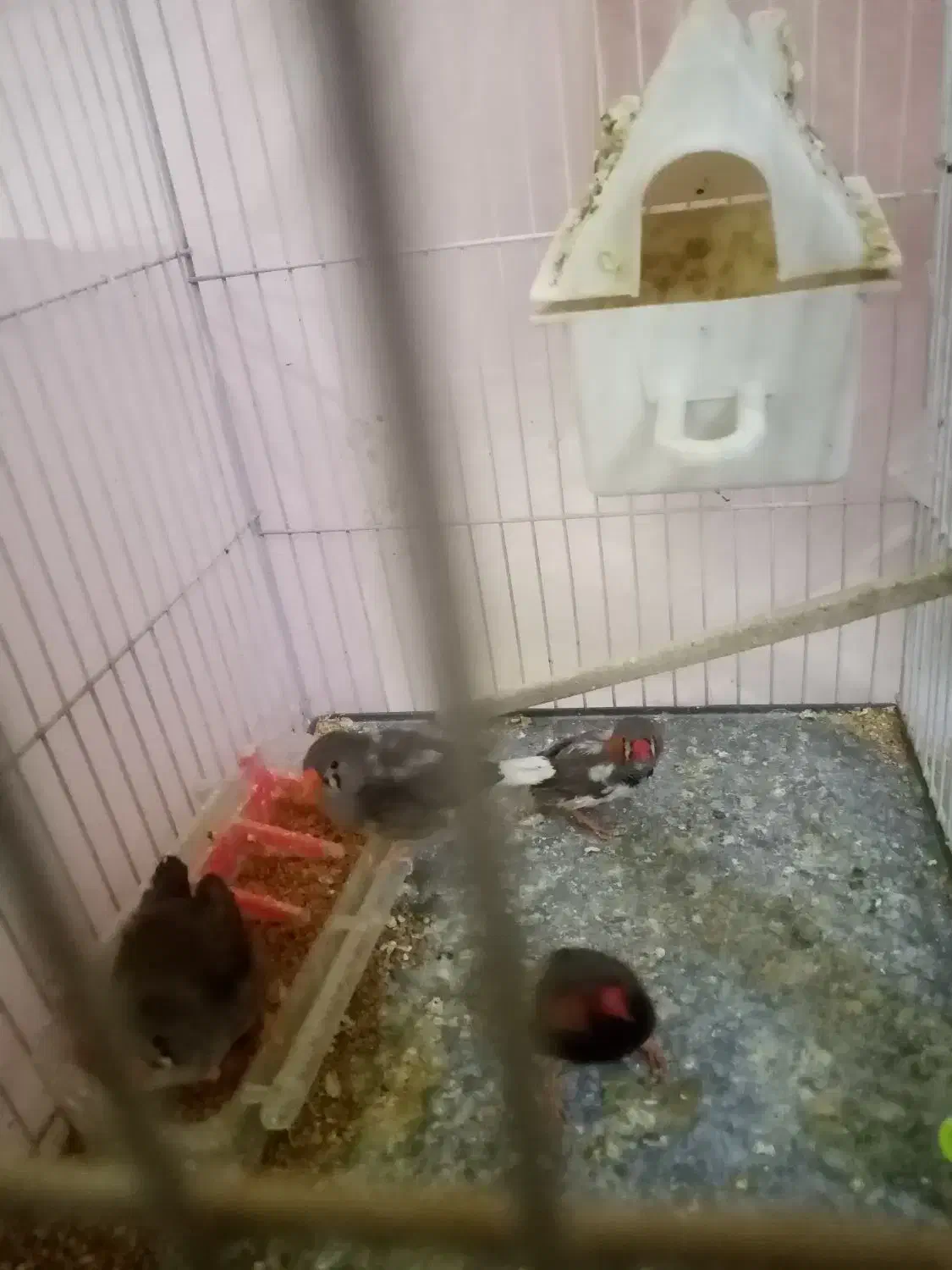 فنج|پرنده|مشهد, مصلی (کارمندان اول)|دیوار