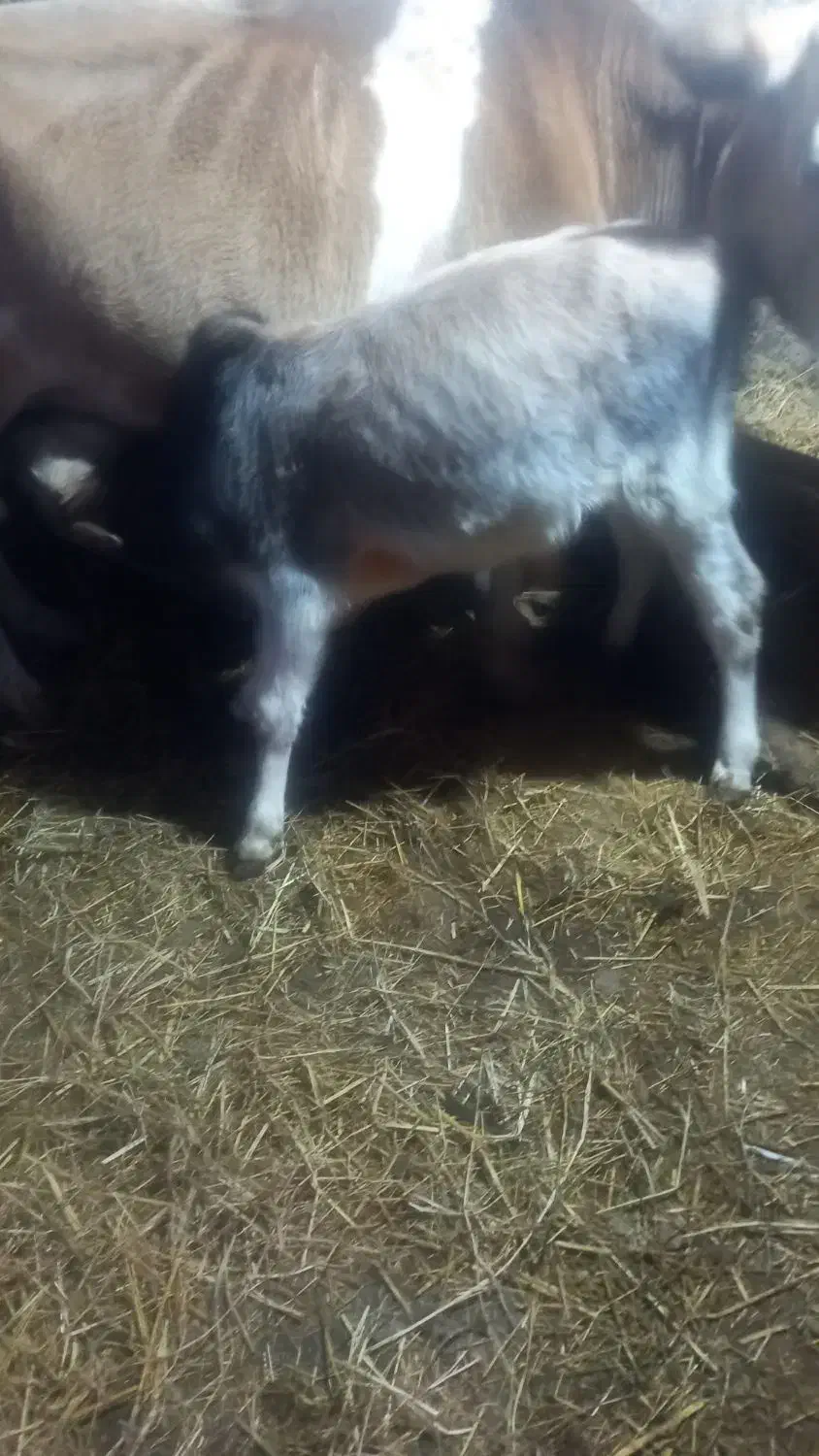 گاو‌‌محلی|حیوانات مزرعه|سیاهکل, |دیوار