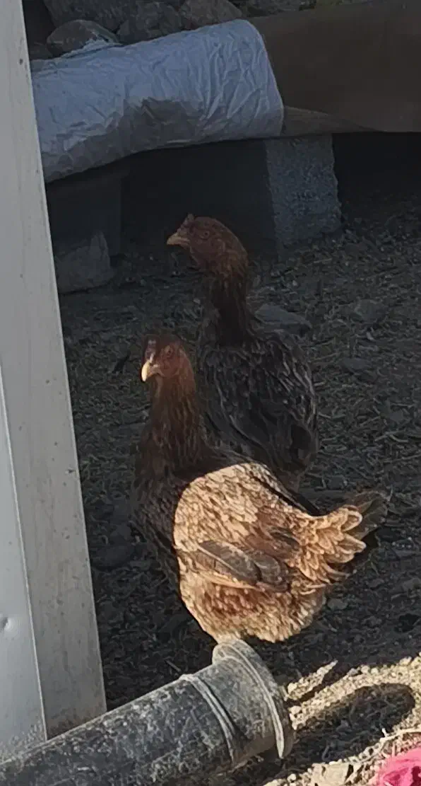 مرغ|حیوانات مزرعه|دشت ذهاب, |دیوار