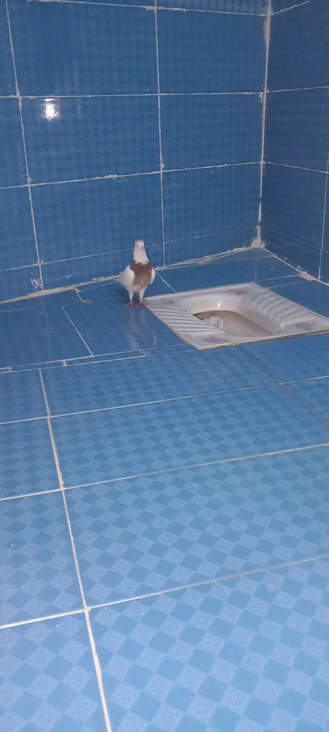 زوةاناا|پرنده|اهواز, شهرک اکباتان|دیوار