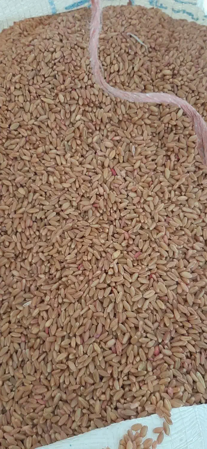 گندم .مدل ریژاو.  ۸۰ گونی|خدمات باغبانی و درختکاری|ایوان, |دیوار