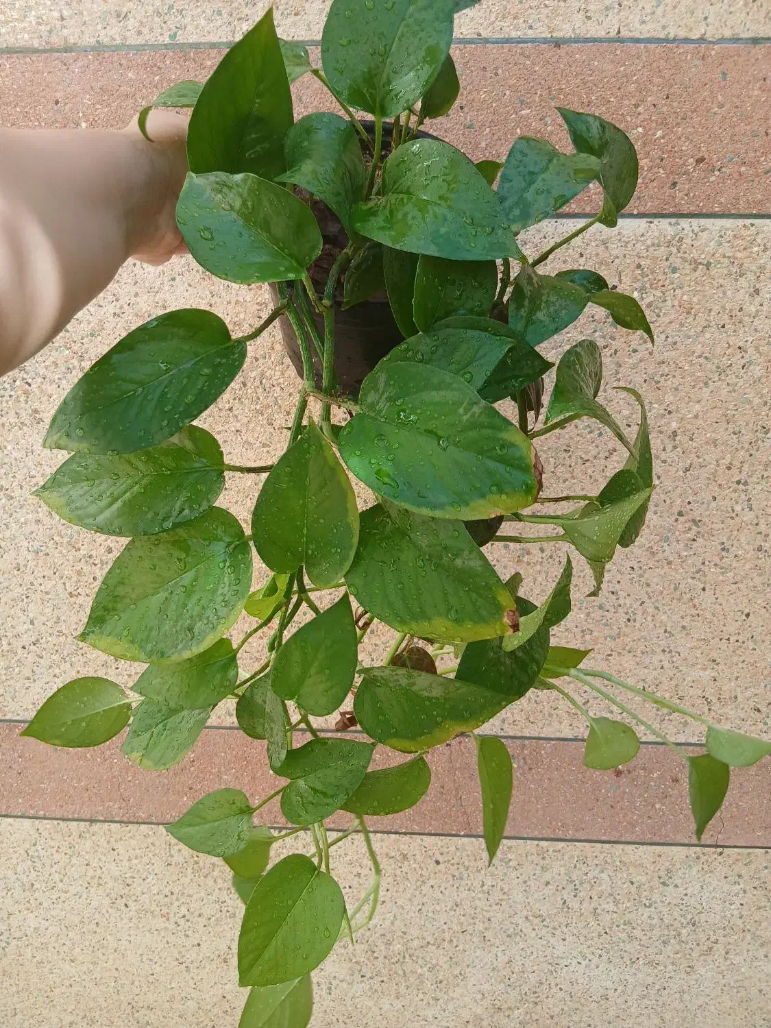 انجیری و پتوس و...|گل و گیاه طبیعی|مراغه, |دیوار