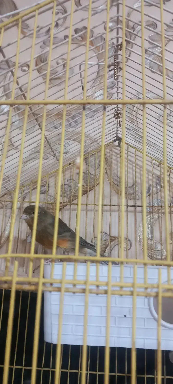 قناری نر|پرنده|میانه, |دیوار