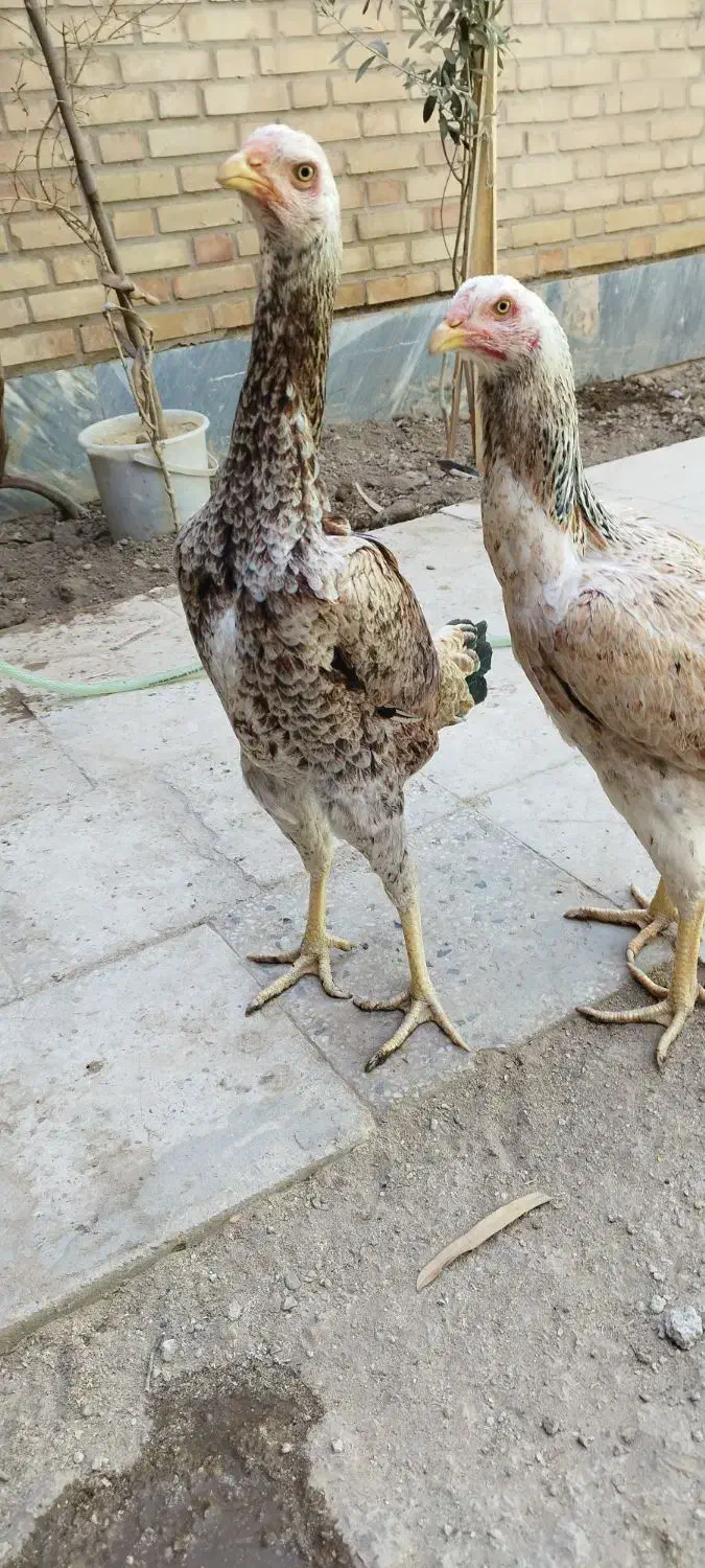 مرغ لاری اصل|حیوانات مزرعه|خاوران, |دیوار