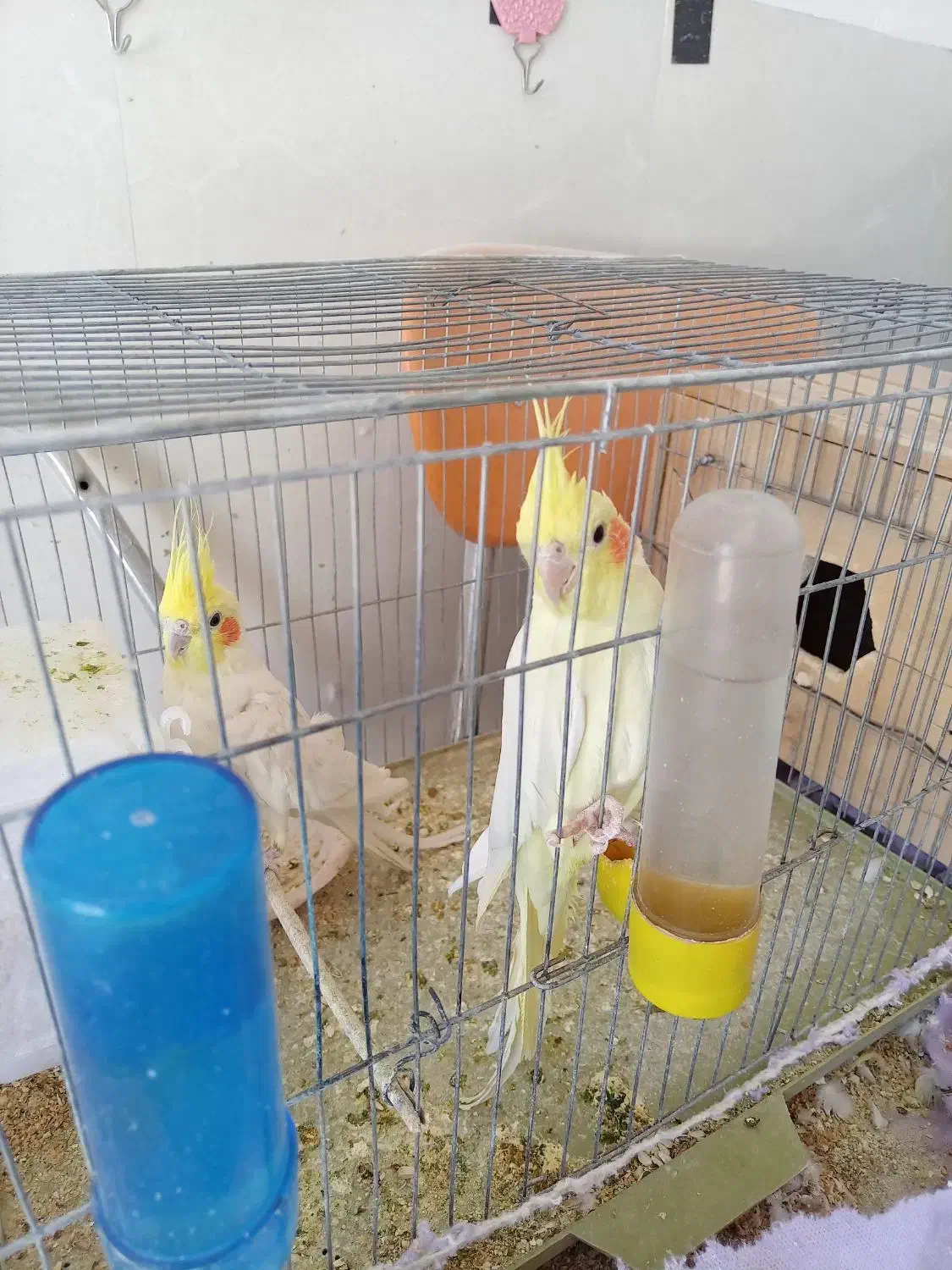 جفت عروس هلندی|پرنده|زرند, |دیوار