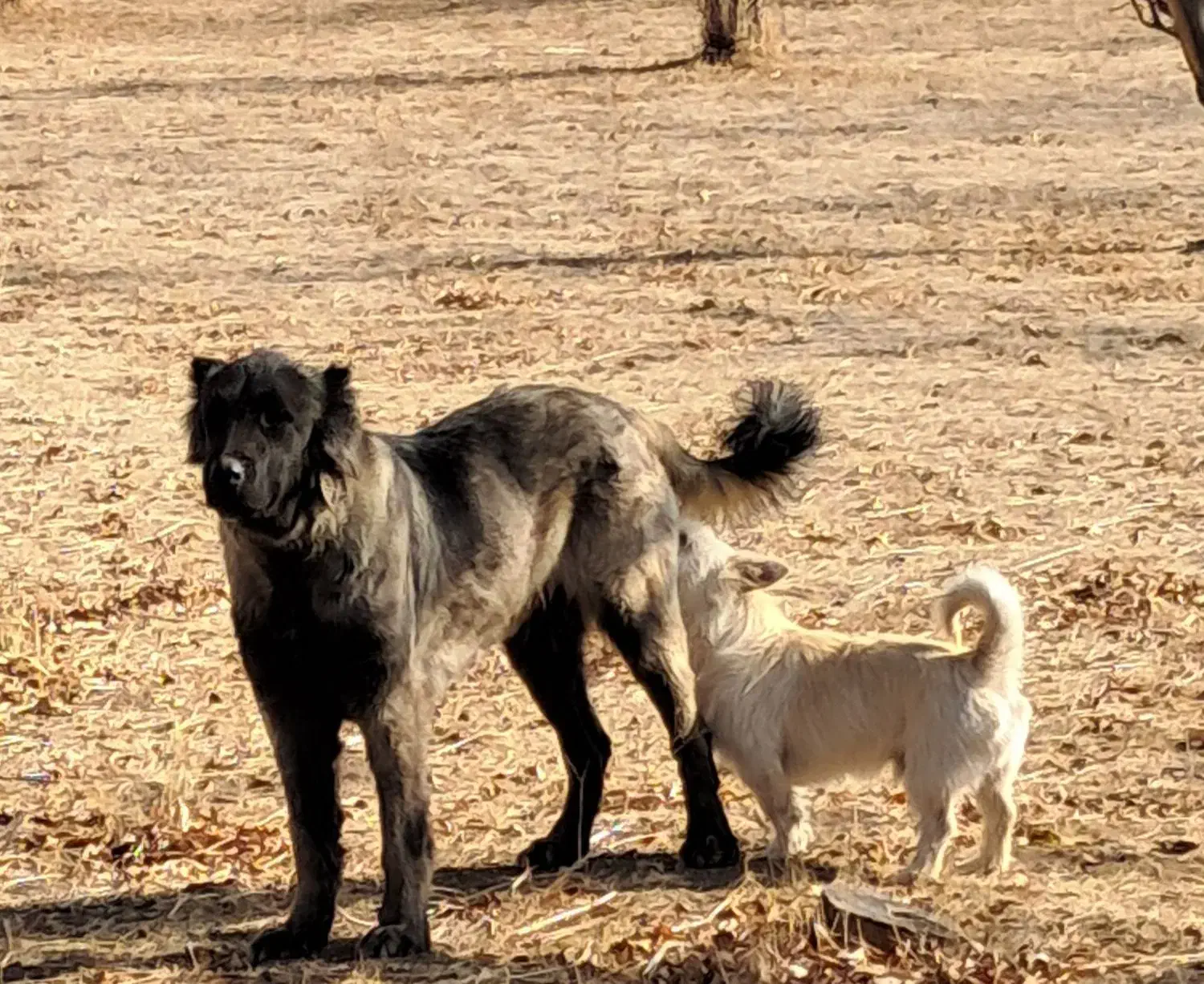 واگذاری توله سگ سرابی ماده۸ماهه زات قدیم مخصوص گله|سگ|تبریز, |دیوار