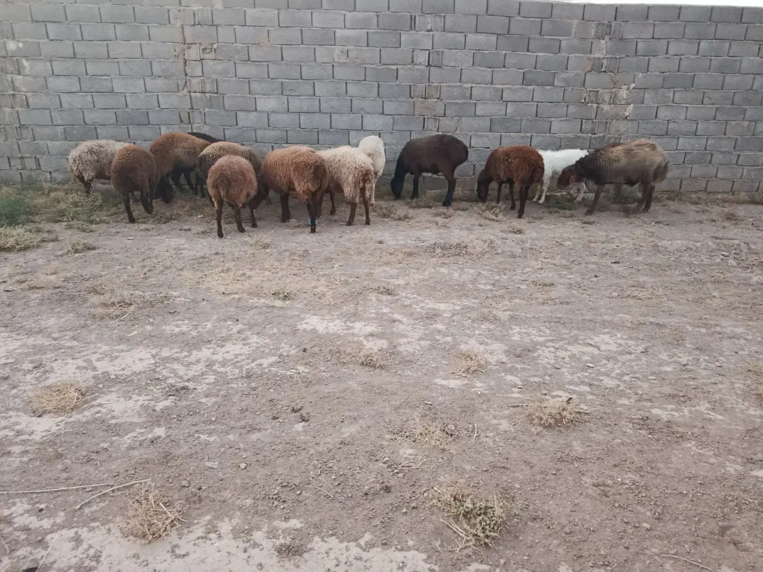 کاور بره فروشی|حیوانات مزرعه|تربت جام, میان جام|دیوار