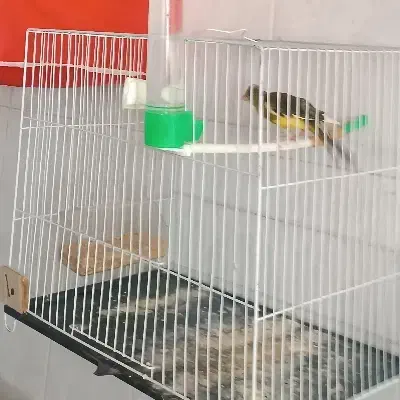 قناری نرو ماده|پرنده|مشهد, گاز|دیوار