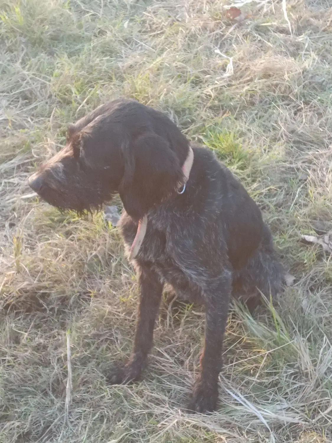 سگ شکاری وارداتی ماده|سگ|دابودشت, |دیوار