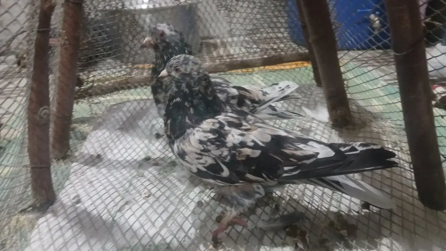 کبوتر سرور خوشگل|پرنده|لار, |دیوار