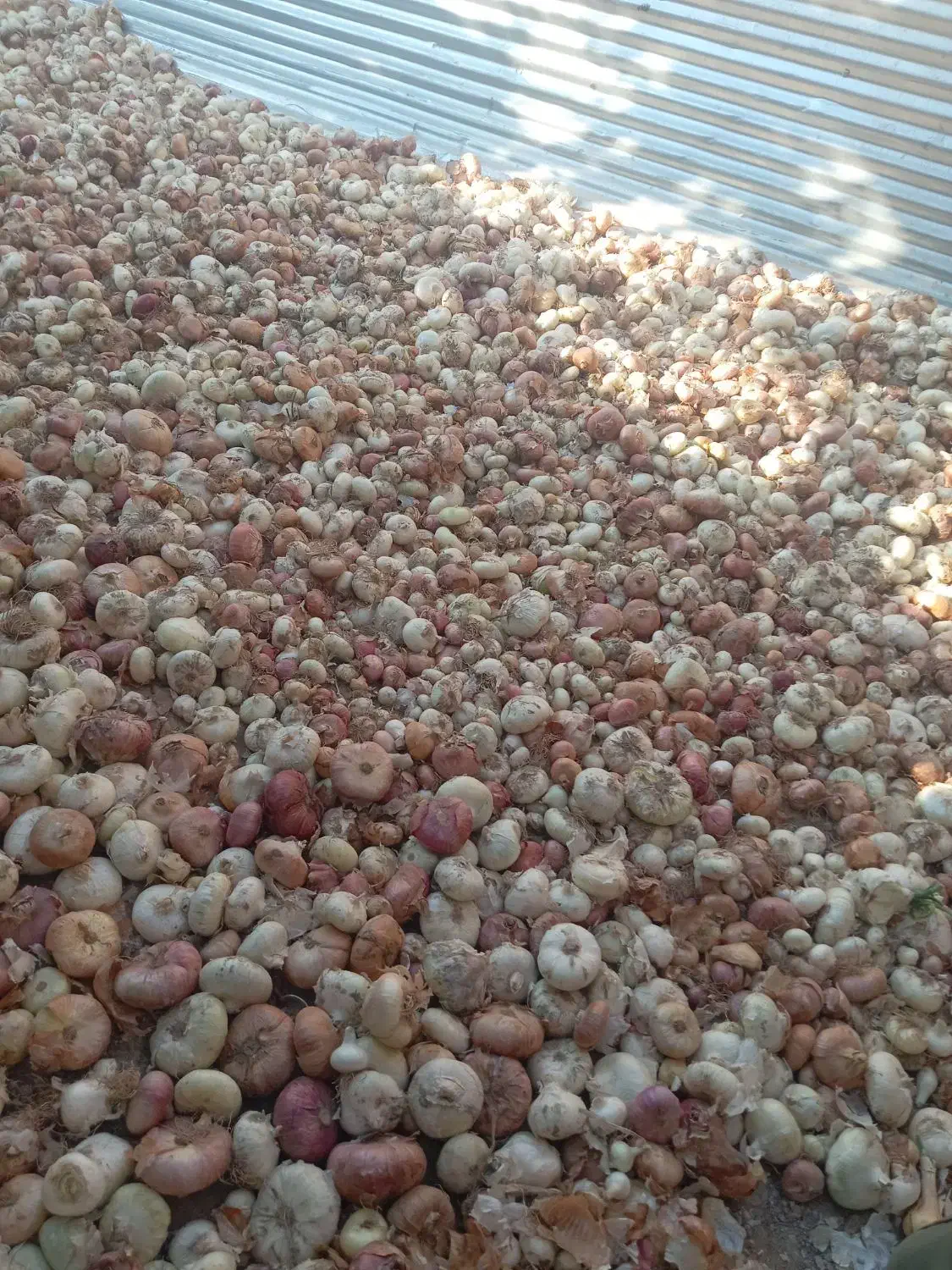 پیازسفیدوقرمزولایتی.|خوردنی و آشامیدنی|زاوه, |دیوار