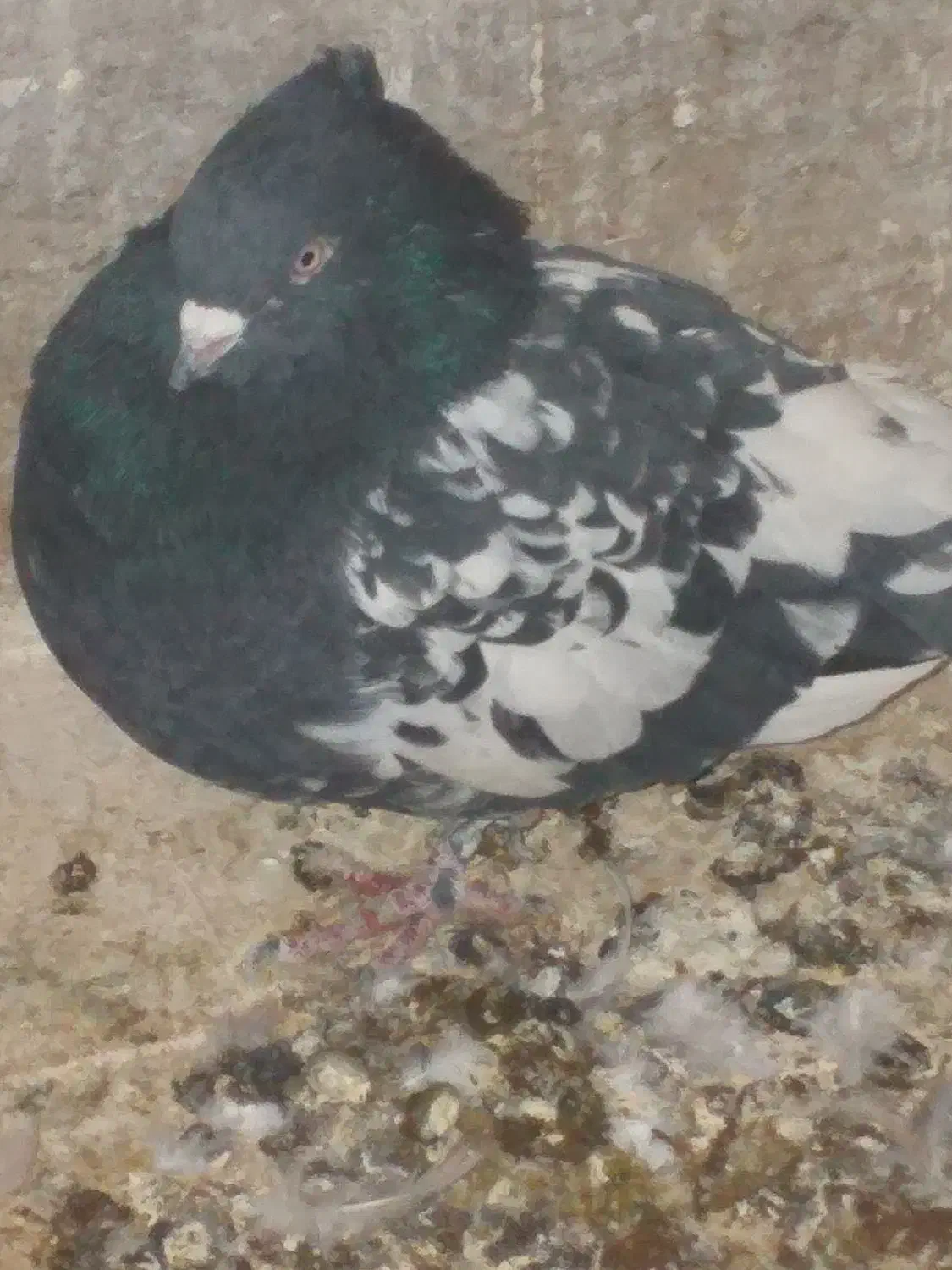 کبوتربازیکن گرفتنی تهرونی|پرنده|شیراز, تندگویان|دیوار