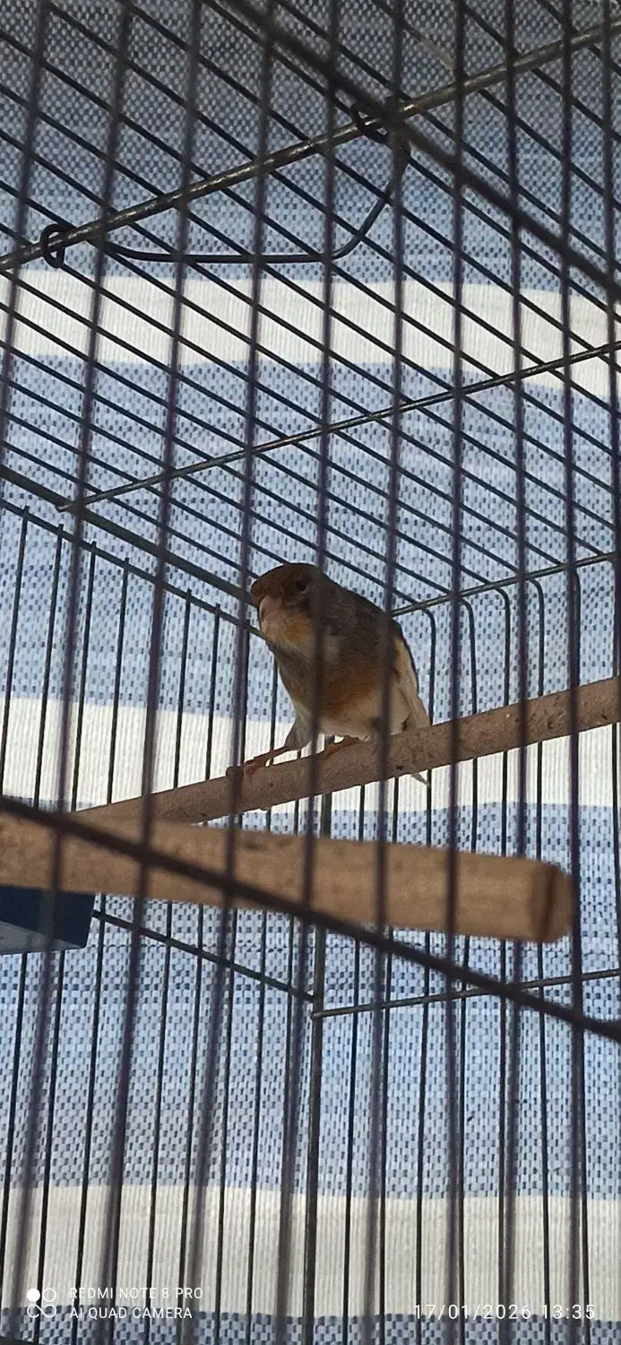 قناری نر|پرنده|شاهینشهر, شهرک گلدیس|دیوار