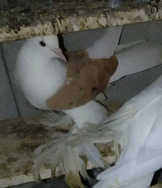 گمشده|حیوانات|قشم, |دیوار