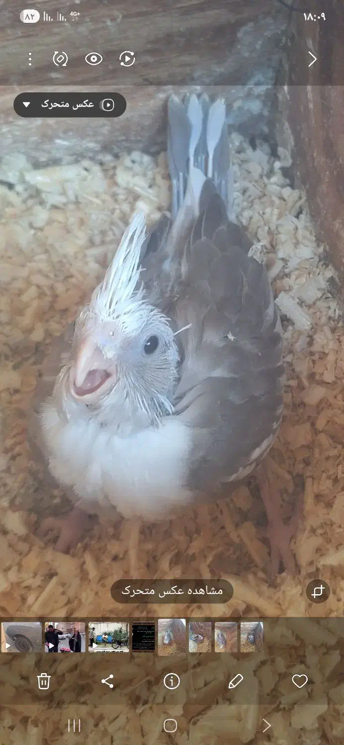 جوجه عروس سرلاکی|پرنده|بندرعباس, |دیوار