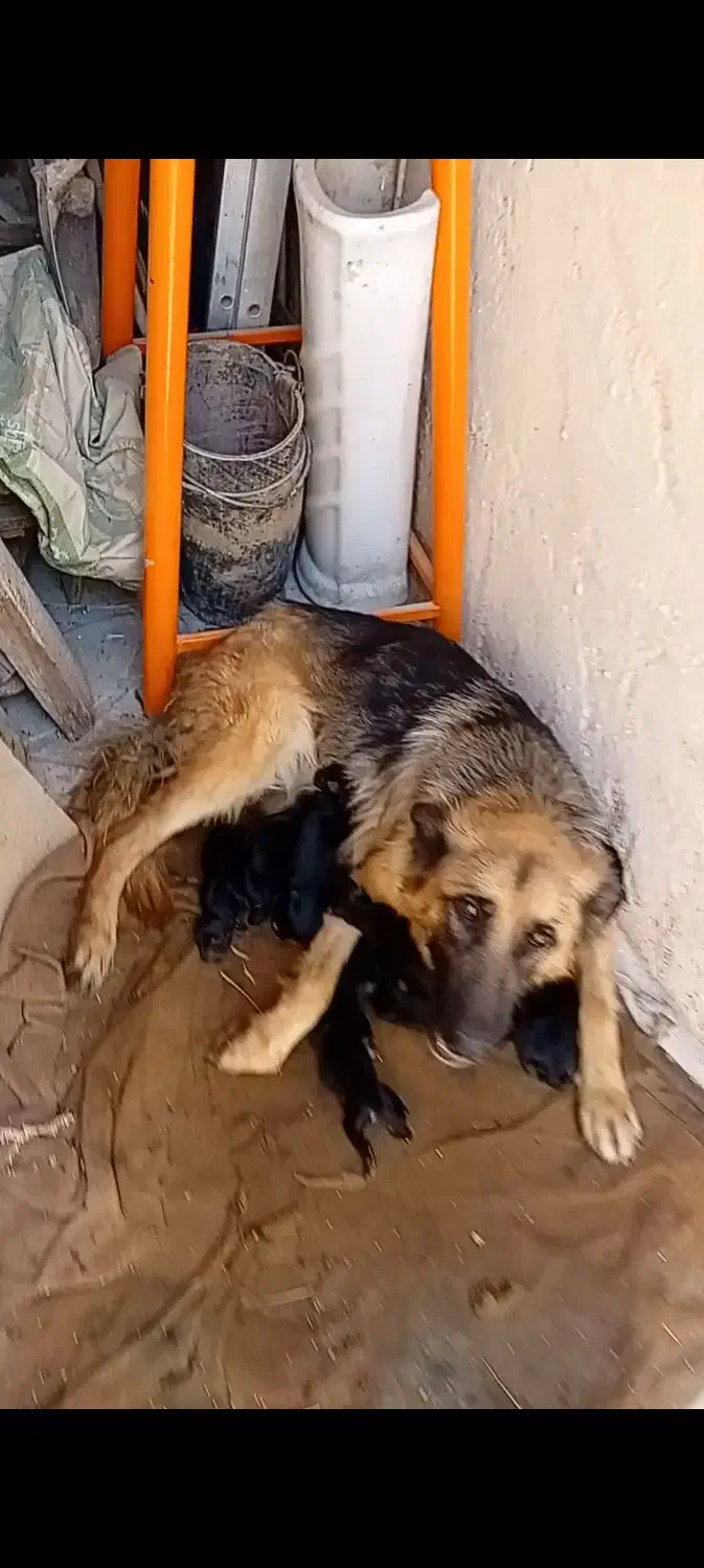 واگذاری یک قلاده سگ مولد|سگ|مشهد, کاظم آباد پنجشنبه|دیوار