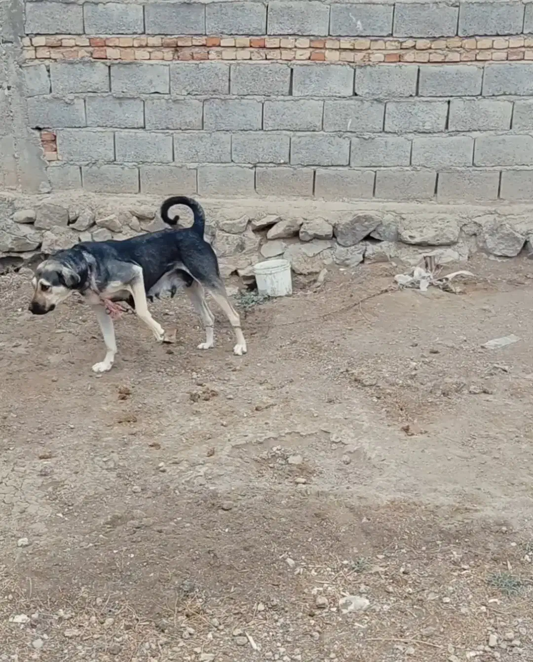 ماده پژدر نصل دار|سگ|نیر (اردبیل), |دیوار