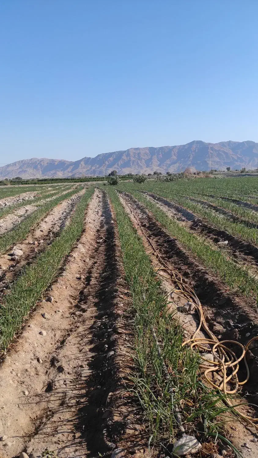 اجاره زمین کشاورزی|اجارهٔ دفتر صنعتی، کشاورزی، تجاری|توکهور, |دیوار